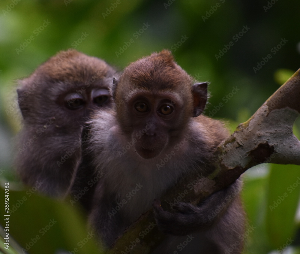 Fototapeta premium Young macaque monkey in a tree in the jungle