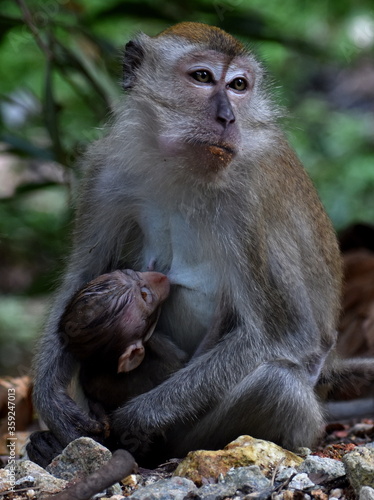 Cute baby macaque monkey with its mother in the jungle © Mick Carr