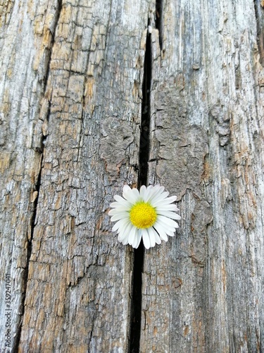 Single gentle daisy flower on rough wooden surface, close up