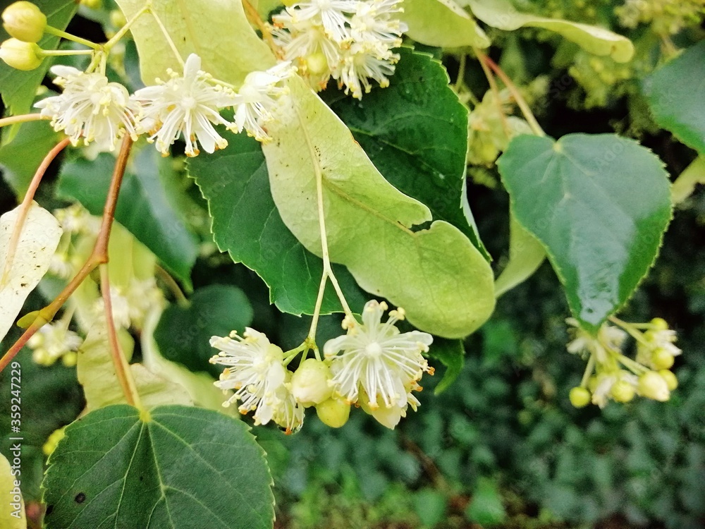 Fototapeta premium Linden flower, blossom with green leaves, close up