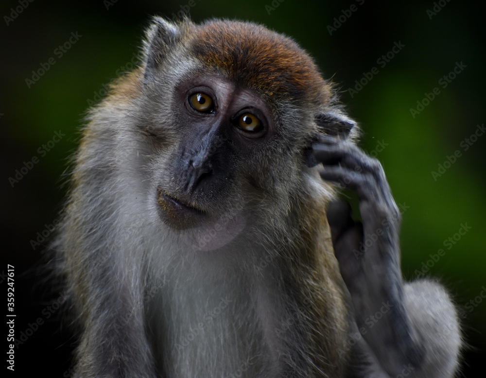 Obraz premium Macaque monkey scratching its ear and looking at the camera