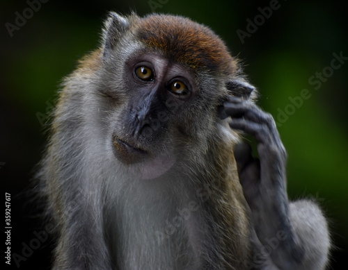 Macaque monkey scratching its ear and looking at the camera