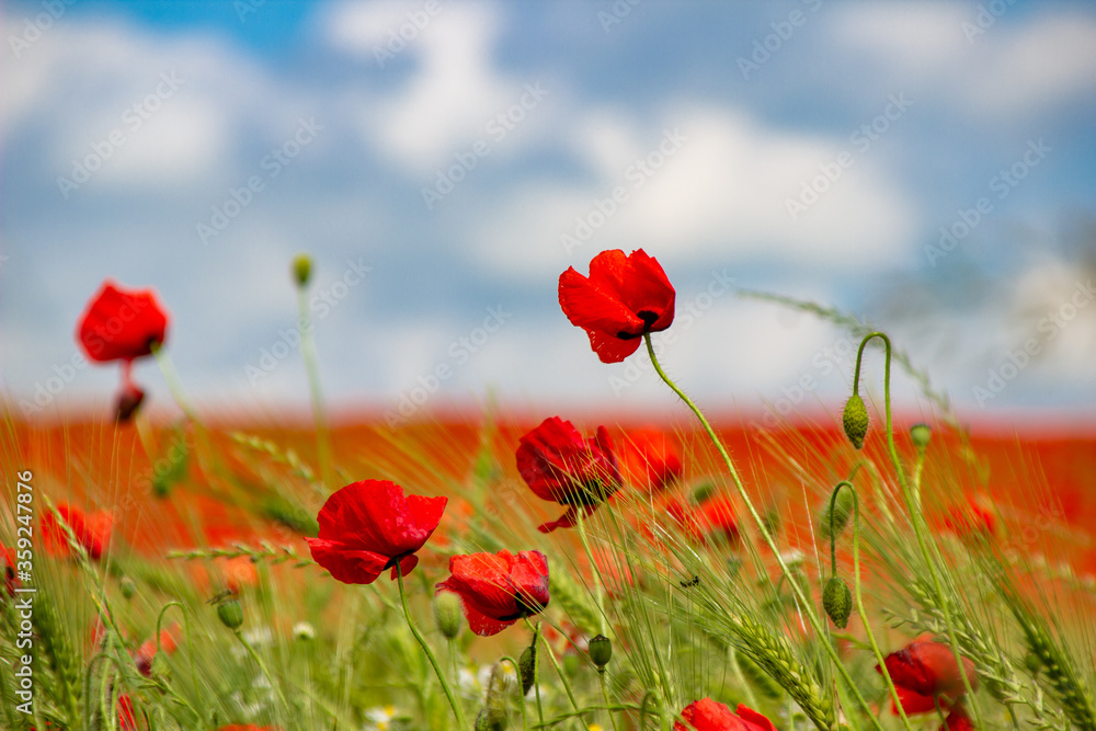 Naklejka premium Mohnfeld Bokeh