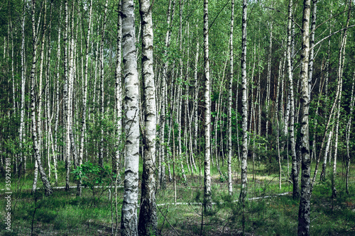 Fototapeta Naklejka Na Ścianę i Meble -  Birch forest on a beautiful sunny day