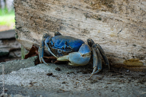 Close up on the blue land crabs in Colombia live in burrows, and eat primarily leaves and other vegetation. 