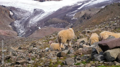 Sheep on rocky ground, the Drangajokull glacier in background, bright, sunny day, in Iceland - Handheld, slow motion shot photo