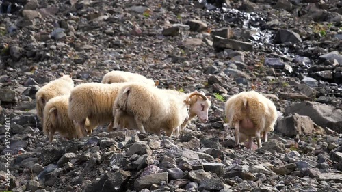 Flock of sheep walking on rocky ground at the Drangajokull glacier, bright, sunny day, in Iceland - slow motion, pan shot photo