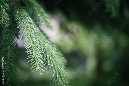 wet pine branches on a green background