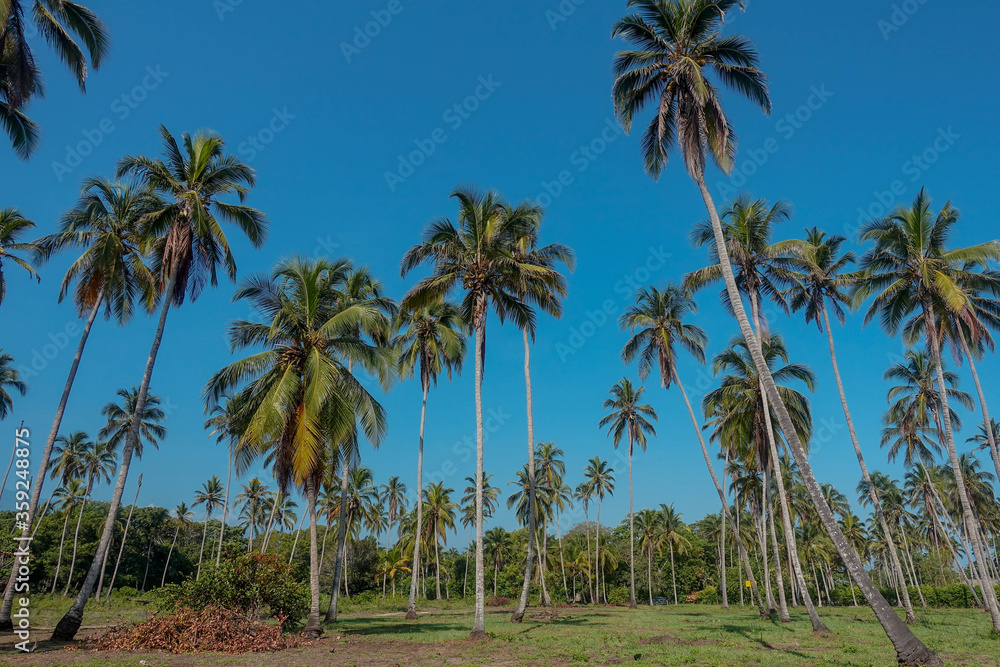 Image of Green Coconut tree plantation with blue sky in Colombia 2020