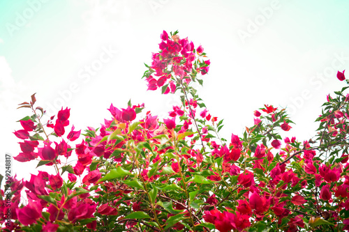 pink flowers in spring © Yorman