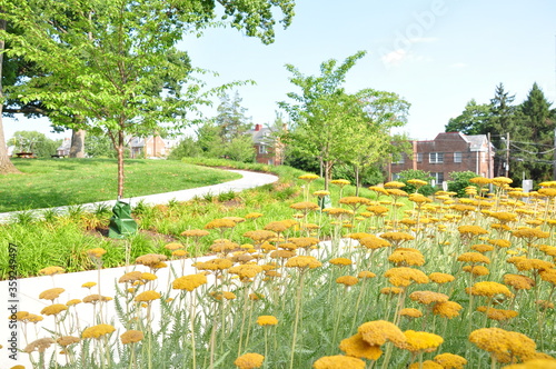 Flores