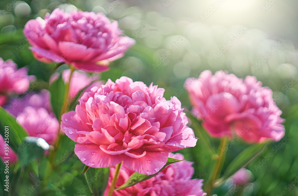 Pink flowers peonies flowering on  background pink peonies. Peonies garden.   