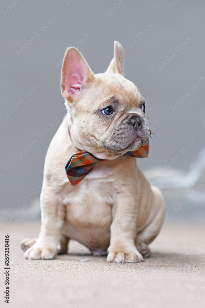 7 weeks old lilac fawn colored French Bulldog dog puppy wearing a bow tie sitting in front of gray wall