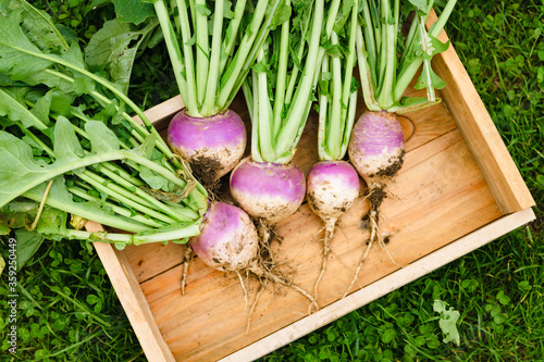 Homegrown Turnips - Autumn harvest collection