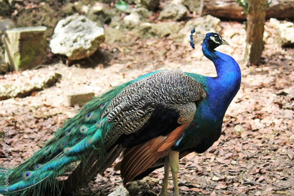 peacock outside male in blue and green peacock outside male in blue and green