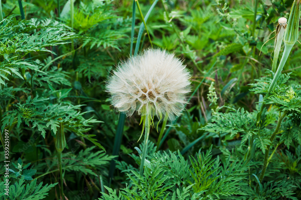 White fluffy dandelion on a green background. White fluffy dandelion on a green background.