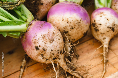 Homegrown Turnips - Autumn harvest collection