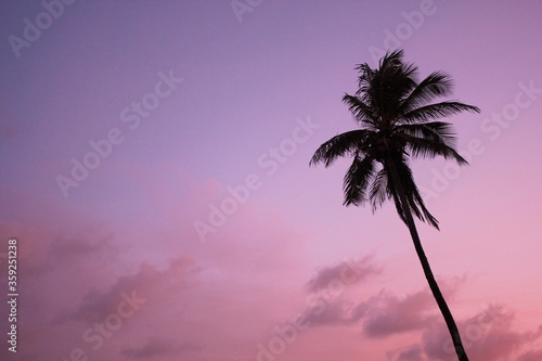 pink and purple palm tree tropical exotic silhouette purple mauve background leaves against pink violet purple sunset sky and tree with copy space 