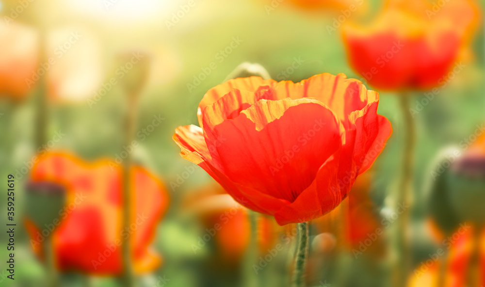 Red flower poppy flowering in poppies field. Red flower poppy flowering in poppies field.