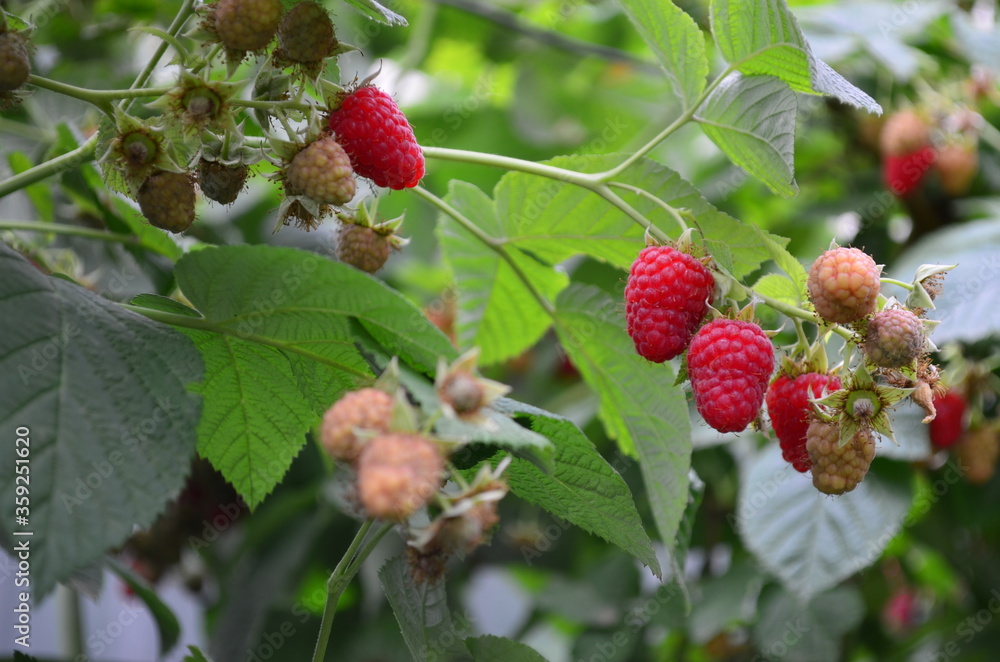 with the onset of summer, bright and tasty raspberries are sung with the onset of summer, bright and tasty raspberries are sung