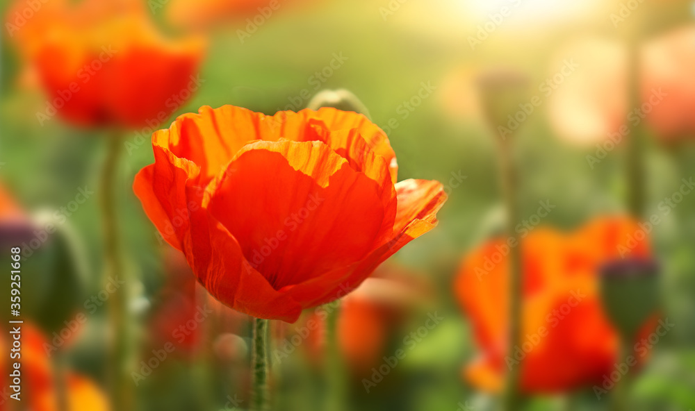 Red flower poppy flowering in poppies field. Red flower poppy flowering in poppies field.