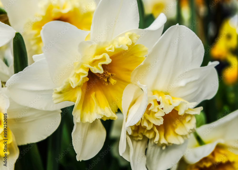 Fototapeta premium White daffodils are fragrant first spring flowers. Narcissus-decoration of spring parks and squares. Used in landscape design. Close up.