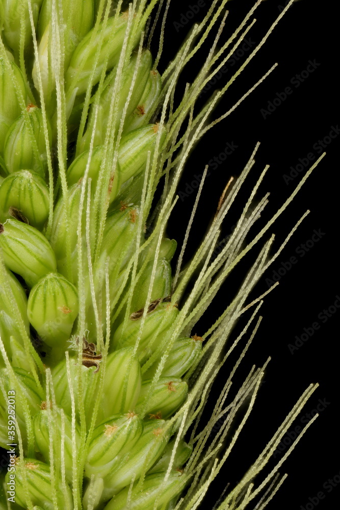 Obraz premium Green Bristle Grass (Setaria viridis). Inflorescence Detail Closeup