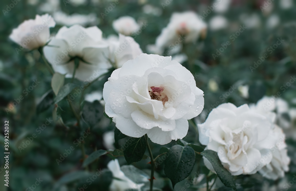 White Rose flower on background blurry white roses flower in the garden of roses. Nature. White Rose flower on background blurry white roses flower in the garden of roses. Nature.