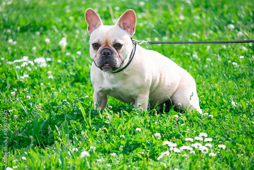 english bulldog puppy sitting on grass