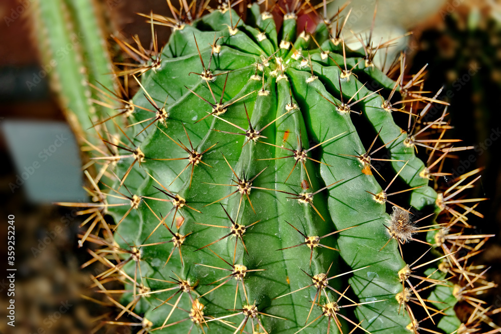 Round cactuses usually grow in Mexico desert field landscape or park garden. Round Mexico cactus with thorns .Big round Cactus with lots of thorns. Round cactuses usually grow in Mexico desert field landscape or park garden. Round Mexico cactus with thorns .Big round Cactus with lots of thorns.