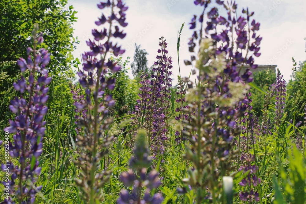 purple nature purple nature