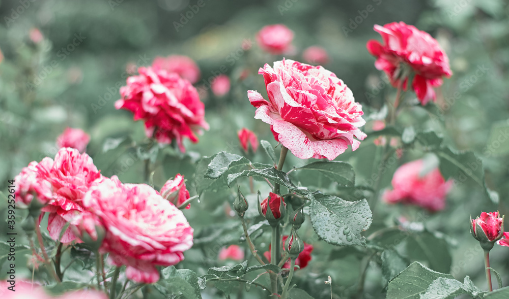 Beautiful rose flowers blooming in the rose garden. Nature. Beautiful rose flowers blooming in the rose garden. Nature.
