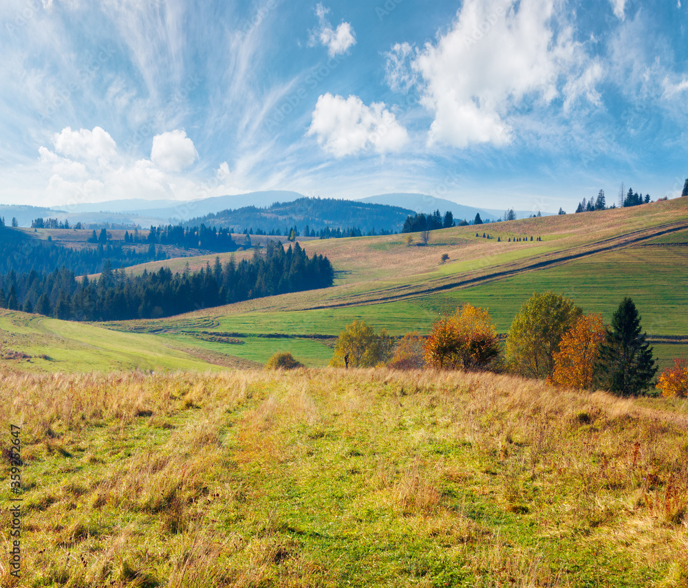 Fototapeta premium forest in red foliage on sunny autumn day. trees with branches with red foliage in forest. hillside in mountains with high peak in the distance on sunny autumn day with clear blue sky
