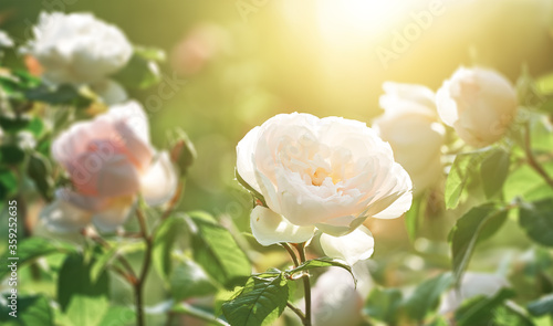 Beautiful rose flowers blooming in the rose garden. Nature.