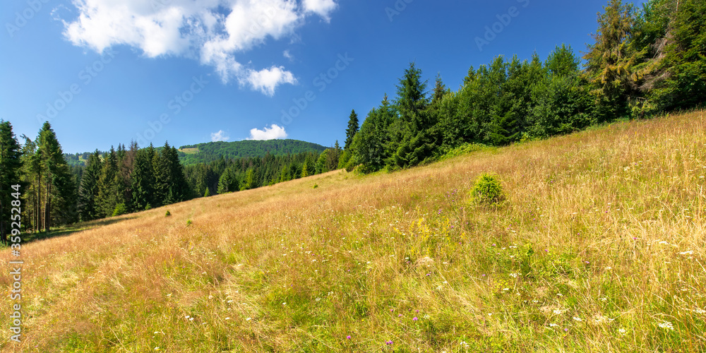 meadows on the hill of mountain in summer. idyllic landscape on a sunny day. beech and spruce trees around the wide glade meadows on the hill of mountain in summer. idyllic landscape on a sunny day. beech and spruce trees around the wide glade