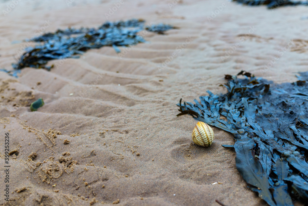 A cockleshell on the beach in Lamlash on the Isle of Arran with seaweed framing the shot. A cockleshell on the beach in Lamlash on the Isle of Arran with seaweed framing the shot.