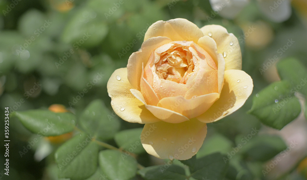 Yellow Rose flower on background blurry yellow roses flower in the garden of roses. Nature. Yellow Rose flower on background blurry yellow roses flower in the garden of roses. Nature.