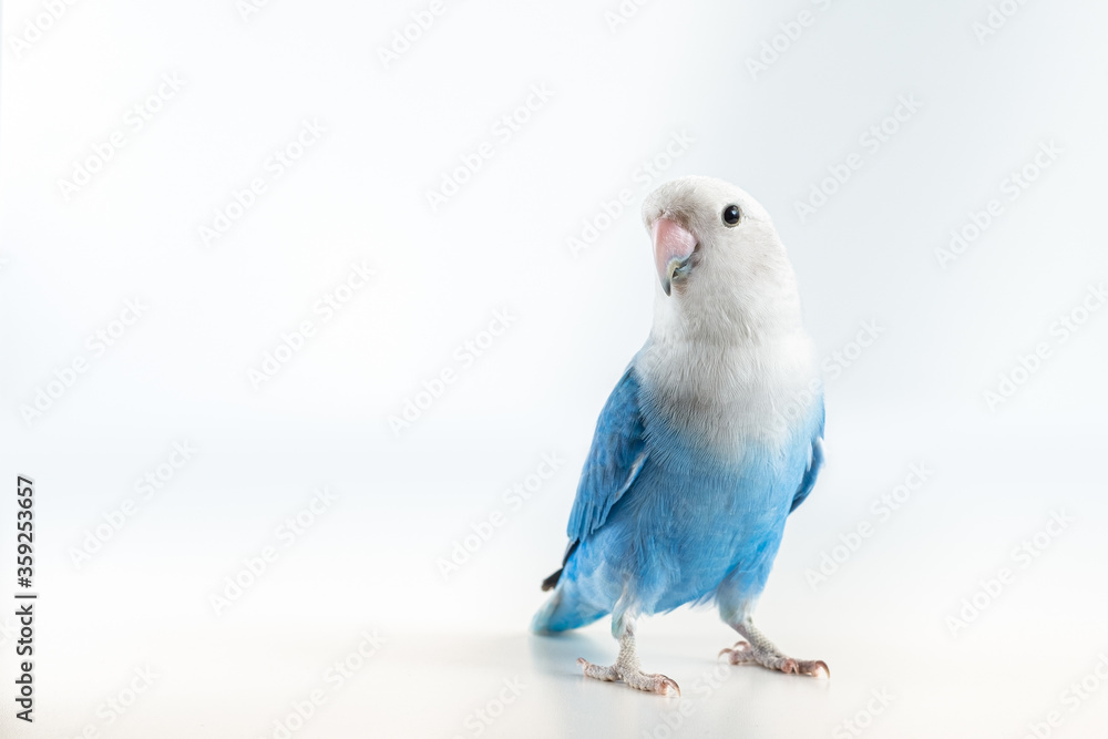 Blue and gray lovebird with white background Blue and gray lovebird with white background