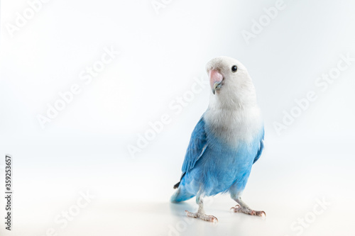 Blue and gray lovebird with white background photo