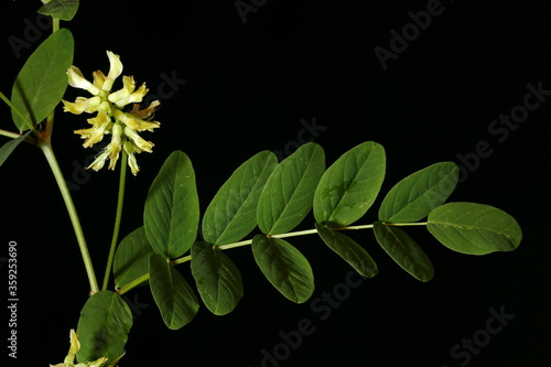 Wild Liquorice (Astragalus glycyphyllos). Habit photo