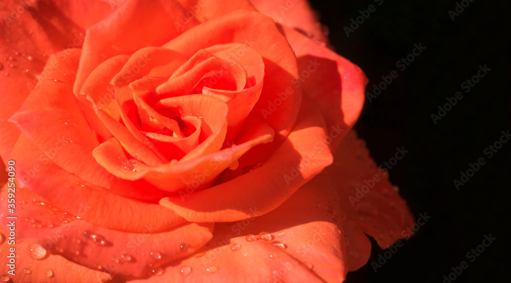 Scarlet rose with drops of morning dew. Close-up.
Scarlet rose with drops of morning dew. Close-up.