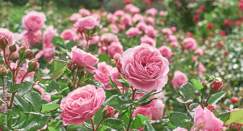 Rose flower bloom on a background of blurry red roses in a roses garden. 