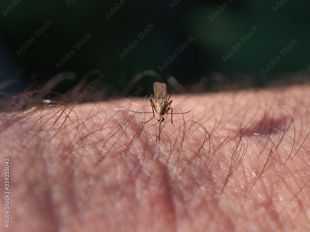 A small mosquito sucks blood from a person. A small mosquito sucks blood from a person.