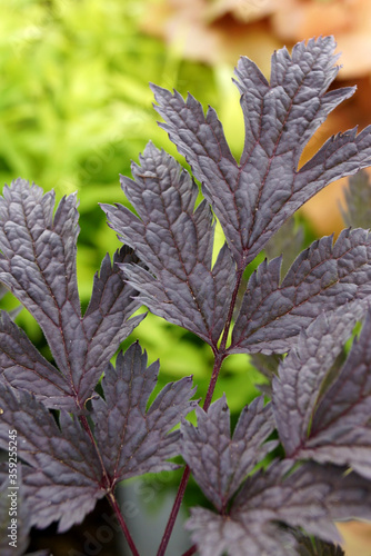 Photos Vertical closeup of the dark purple-black leaf (foliage) of 'Chocoholic' bugbane