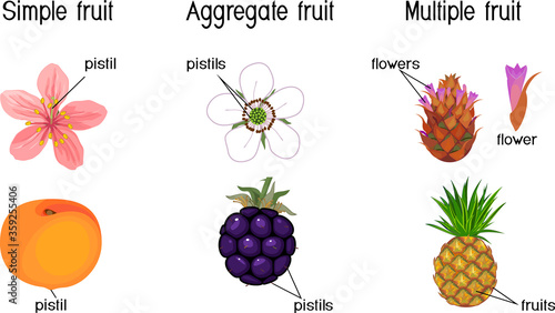 Different types of fruits: simple, aggregate and multiple. Scheme for botany lessons