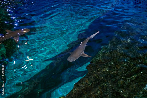 Shark in Ripley's Aquarium of the Smokies in Gatlinburg with a big tanks with fish