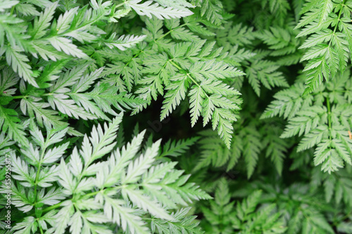 Green hemlock leaves nature background. Nature hemlock background. Green foliage texture, leaf nature background. 