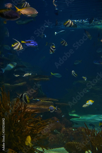 Fototapeta Naklejka Na Ścianę i Meble -  Ripley's Aquarium of the Smokies in Gatlinburg with a big tanks with fish