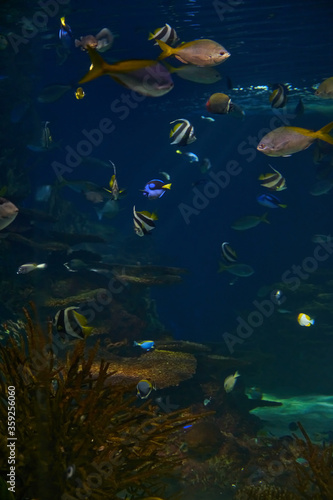 Ripley's Aquarium of the Smokies in Gatlinburg with a big tanks with fish © victoria