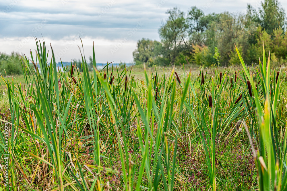 Obraz premium Thickets of reeds on the river. Beautiful Russian nature.